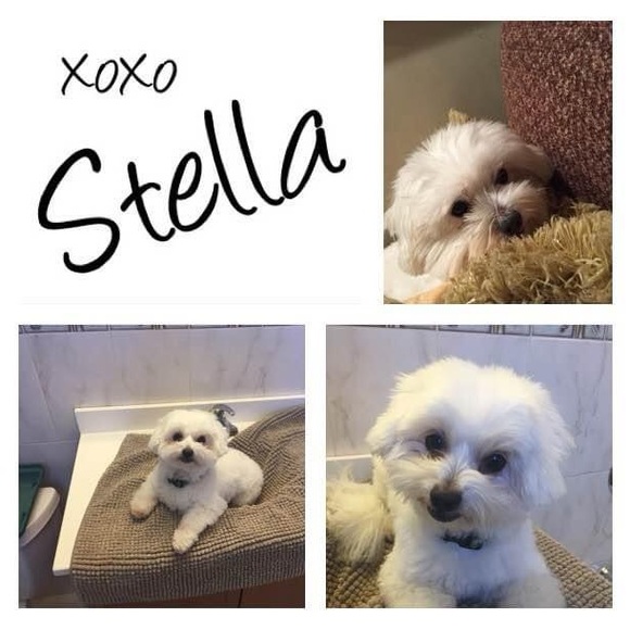 Meet your Posher, Viola - Picture 13 of 14